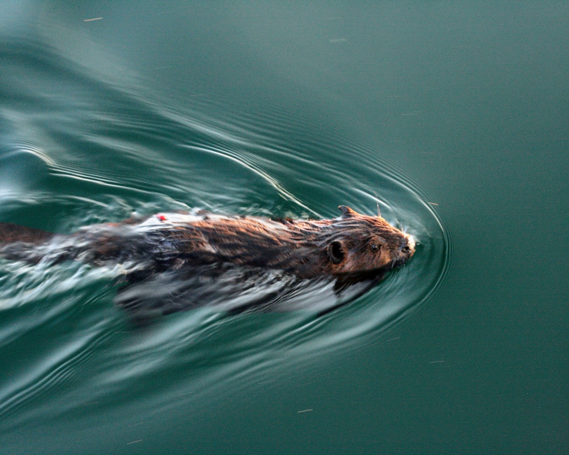 Beaver swimming off Michipicoten Island, Lake Superior
