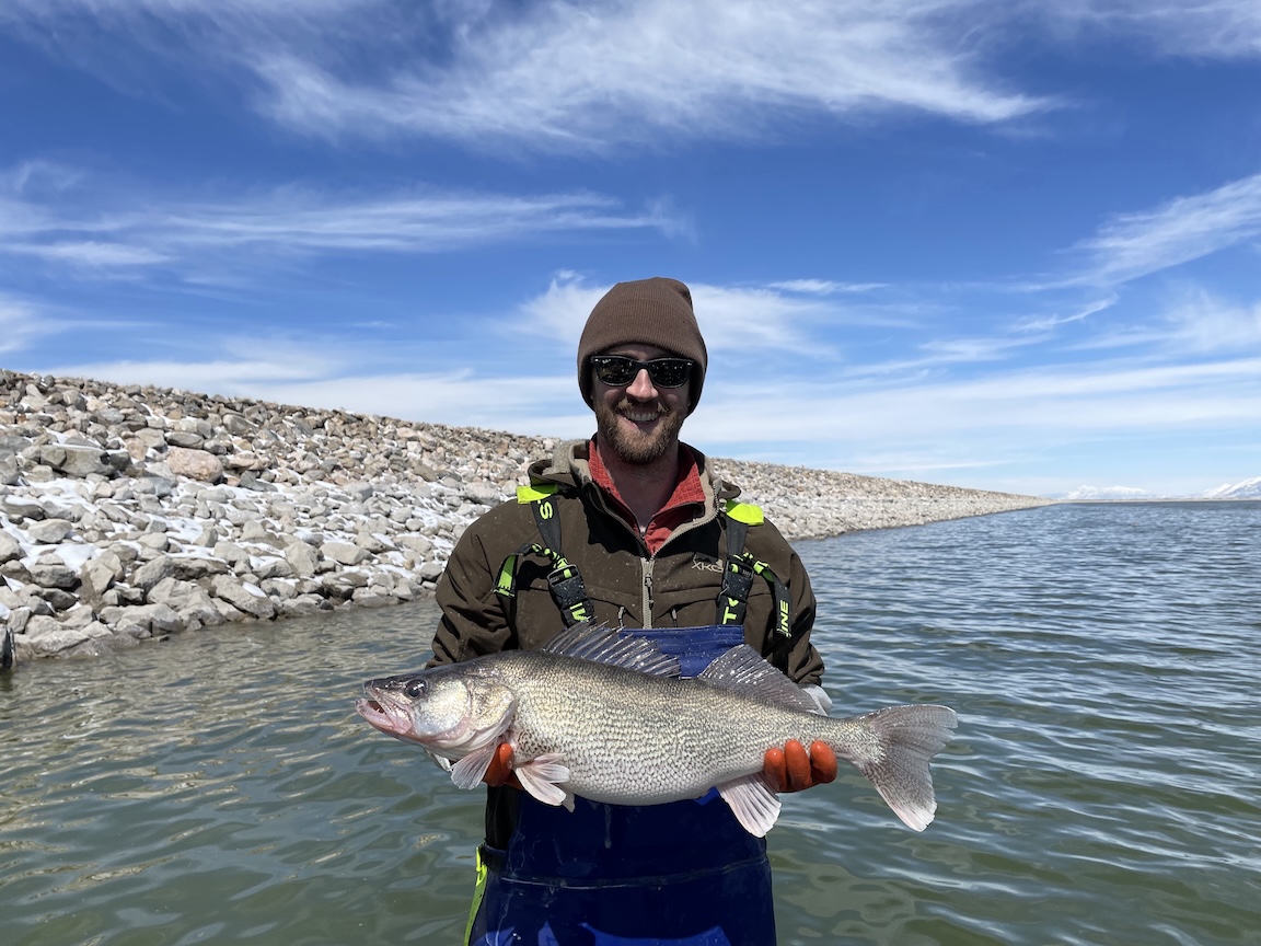 Walleye at Willard Bay Reservoir, Utah
