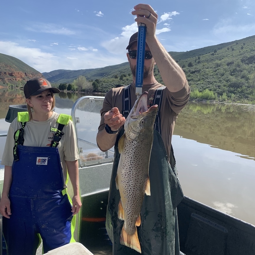 Brown Trout at Lost Creek Reservoir, Utah