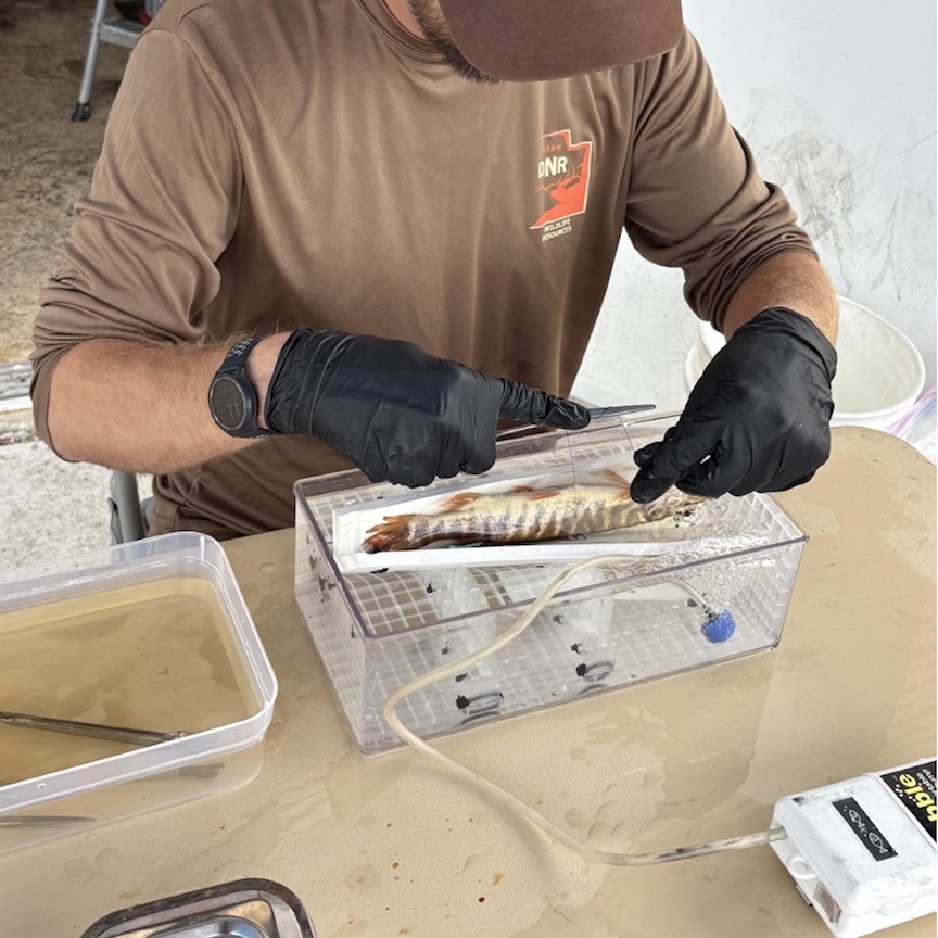 Surgically implanting acoustic transmitters in juvenile Tiger Muskie