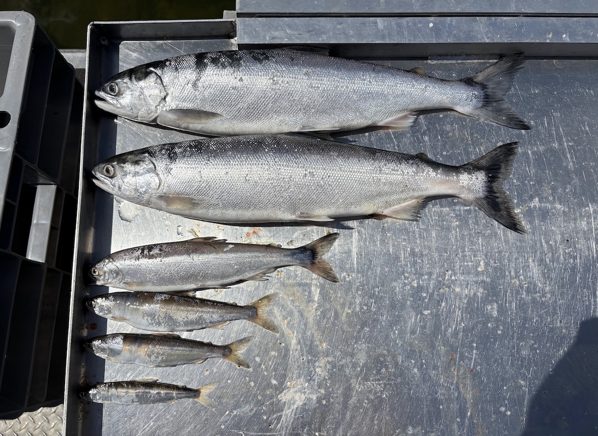 Multiple age-classes of Kokanee Salmon observed at Lost Creek Reservoir, Utah