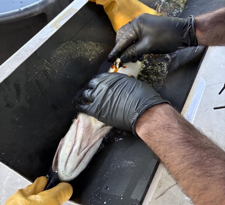 Surgically implanting acoustic transmitters in Tiger Muskie