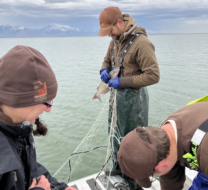 Gillnet on Willard Bay Reservoir, Utah